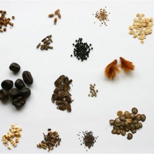 Seeds From Terra Nova