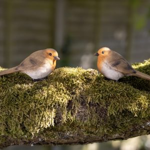 Set of Garden Robins Sitting
